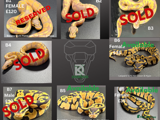 Python Snake reptiles **Only 3 Left ** Ball Python Hatchlings - Advert 1