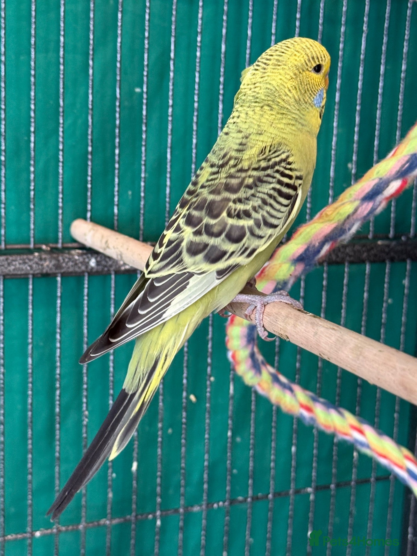 Budgerigars birds for sale: Budgies available 8 to 10 Weeks Old  PLS READ AD  - Advert 2