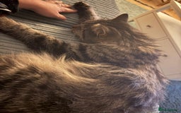 Mixed Breed cats for sale: Tabby Male - Image 4