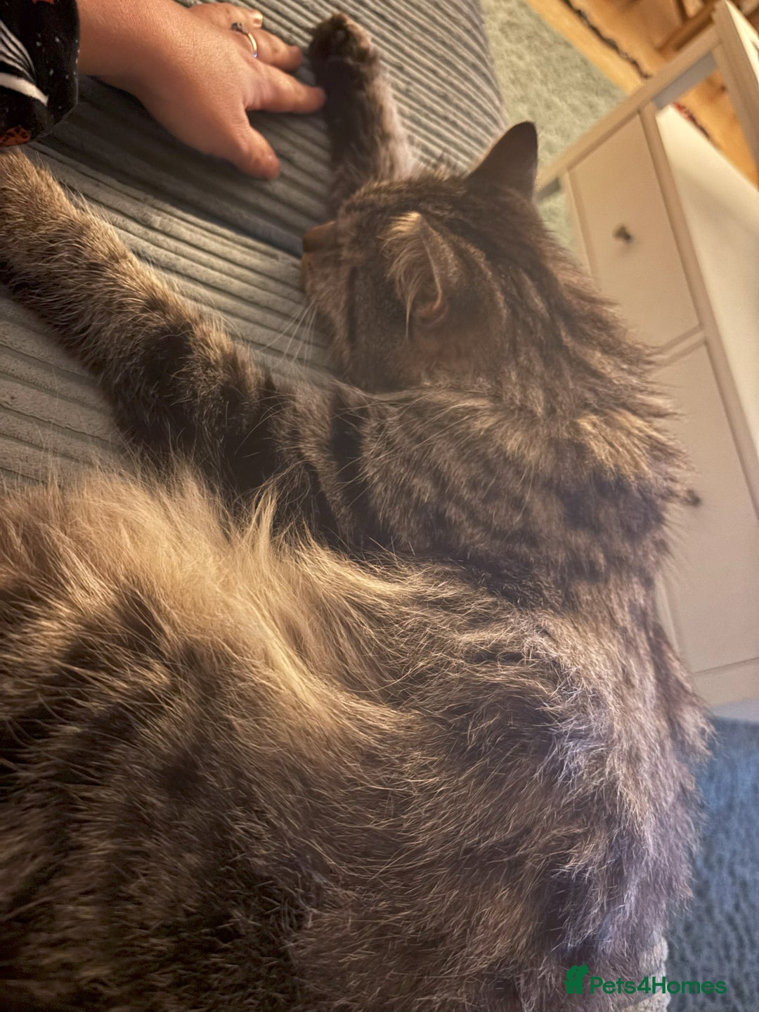 Mixed Breed cats for sale: Tabby Male - Image 4