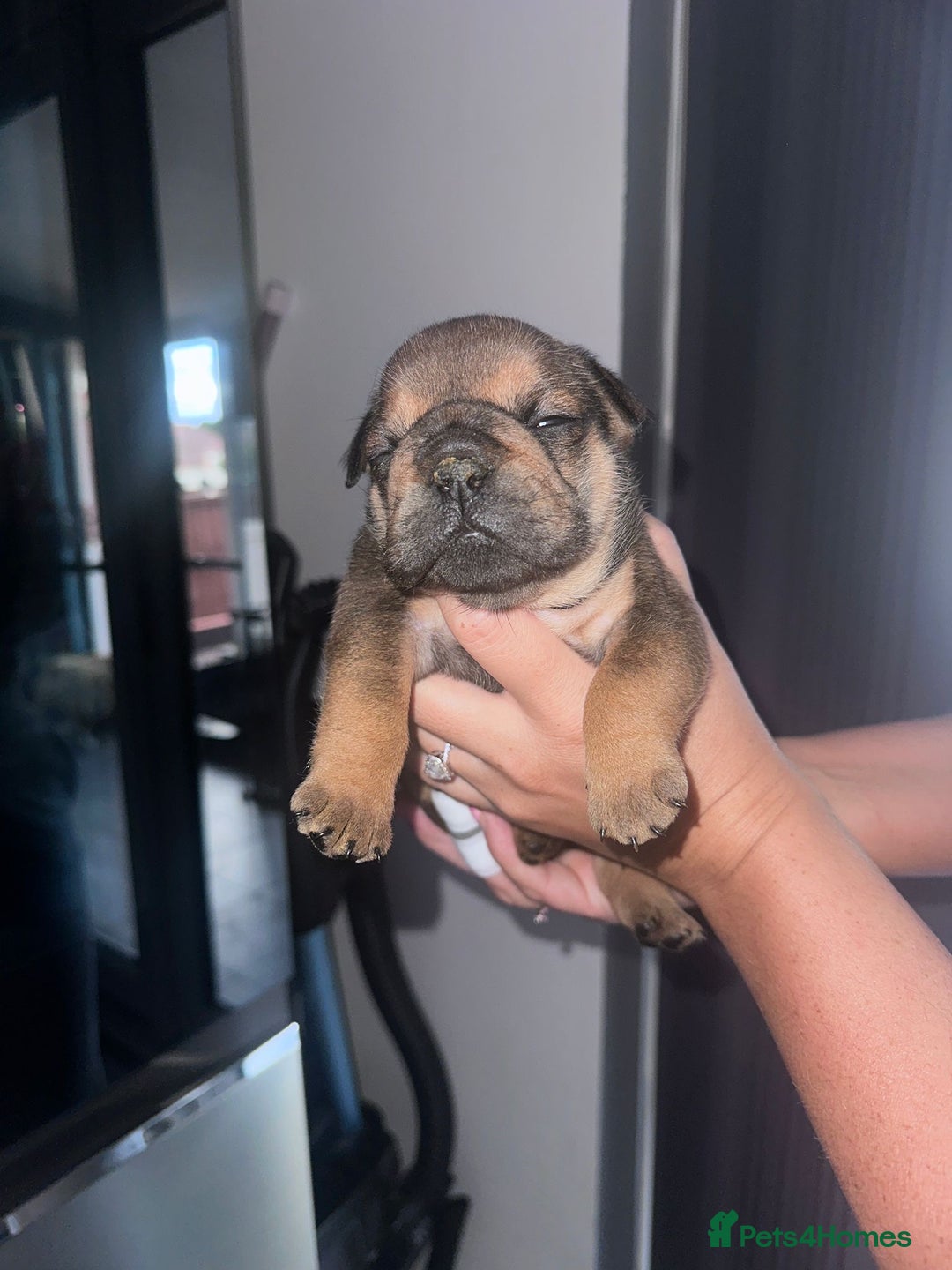 English Bulldog dogs for sale: Beautiful English bulldog puppies - Image 13