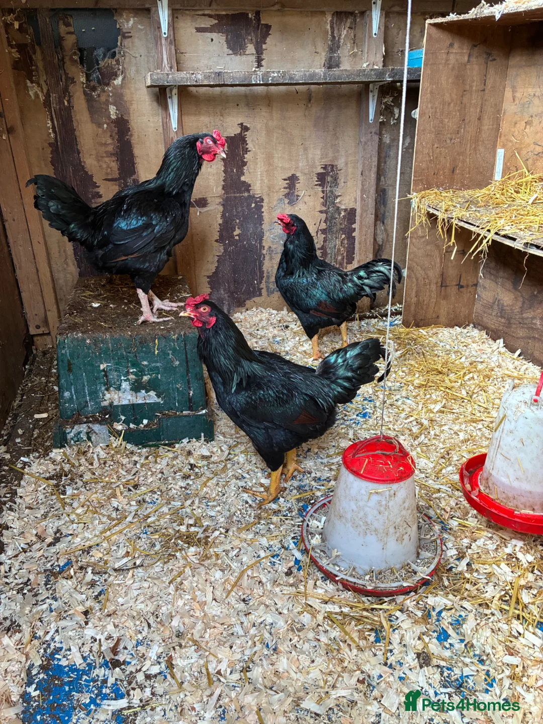 Chickens poultry for sale: Cockerel  - Advert 1