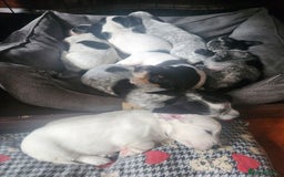Dachshund dogs for sale: Stunning Dachshund Puppies  - Image 15