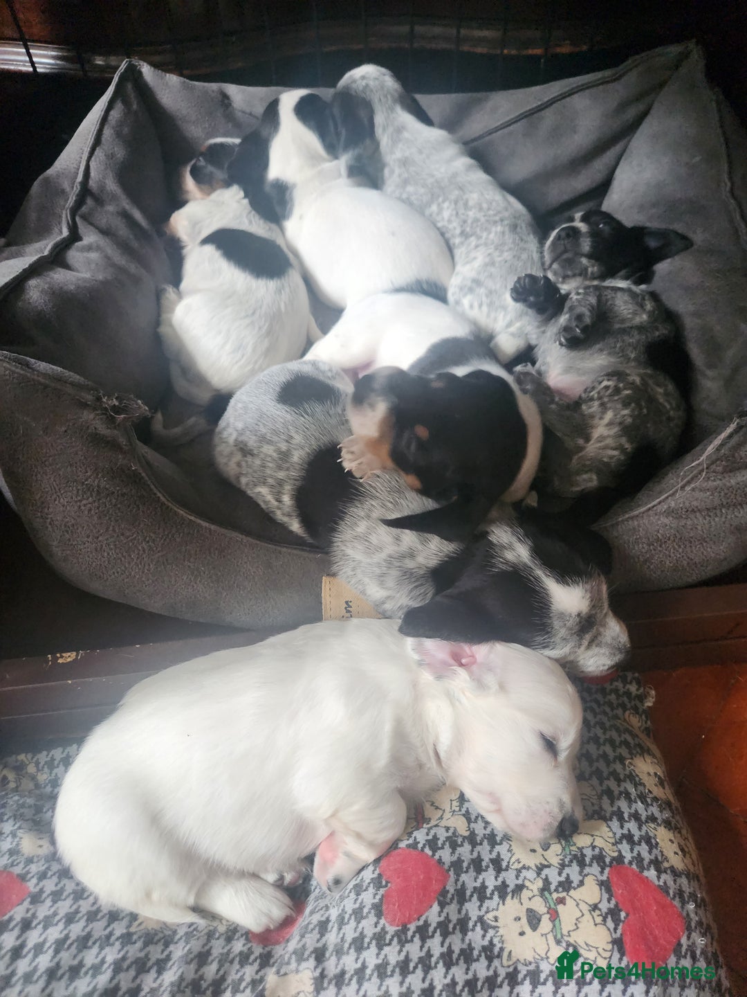 Dachshund dogs for sale: Stunning Dachshund Puppies  - Image 15