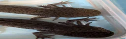 Axolotl reptiles for sale: 3 females hypo axolotl babies - Advert 3