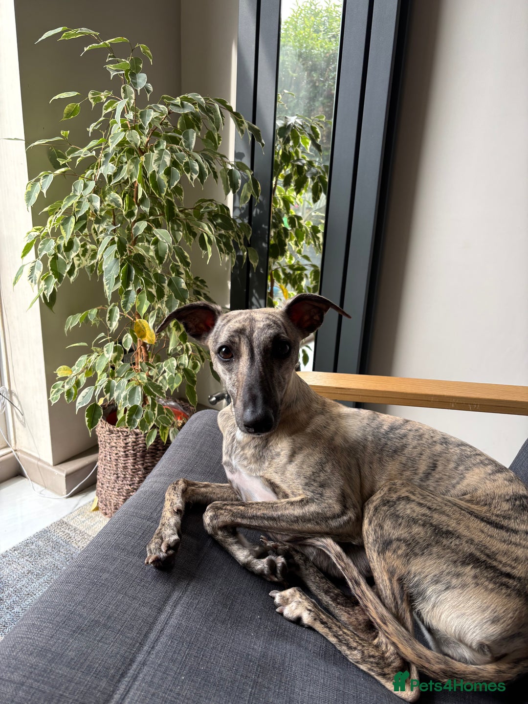 Whippet dogs for sale: Adorable KC reg Whippet puppies 🩷💙 - Image 10