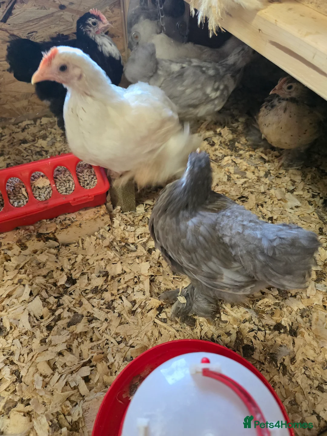 Chickens poultry for sale: PEKINS BANTAMS & QUAIL CELADON pullets & young - Advert 5
