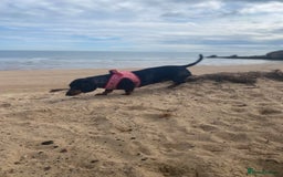 Dachshund dogs for sale: Daschund  - Image 3