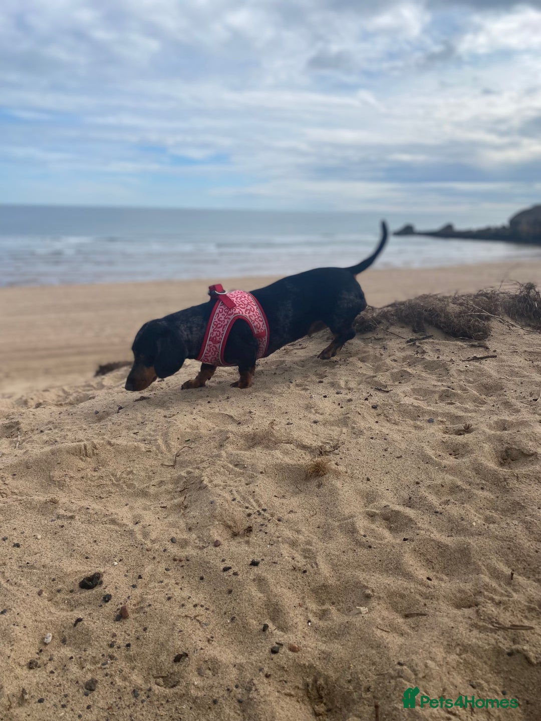Dachshund dogs for sale: Daschund  - Image 3