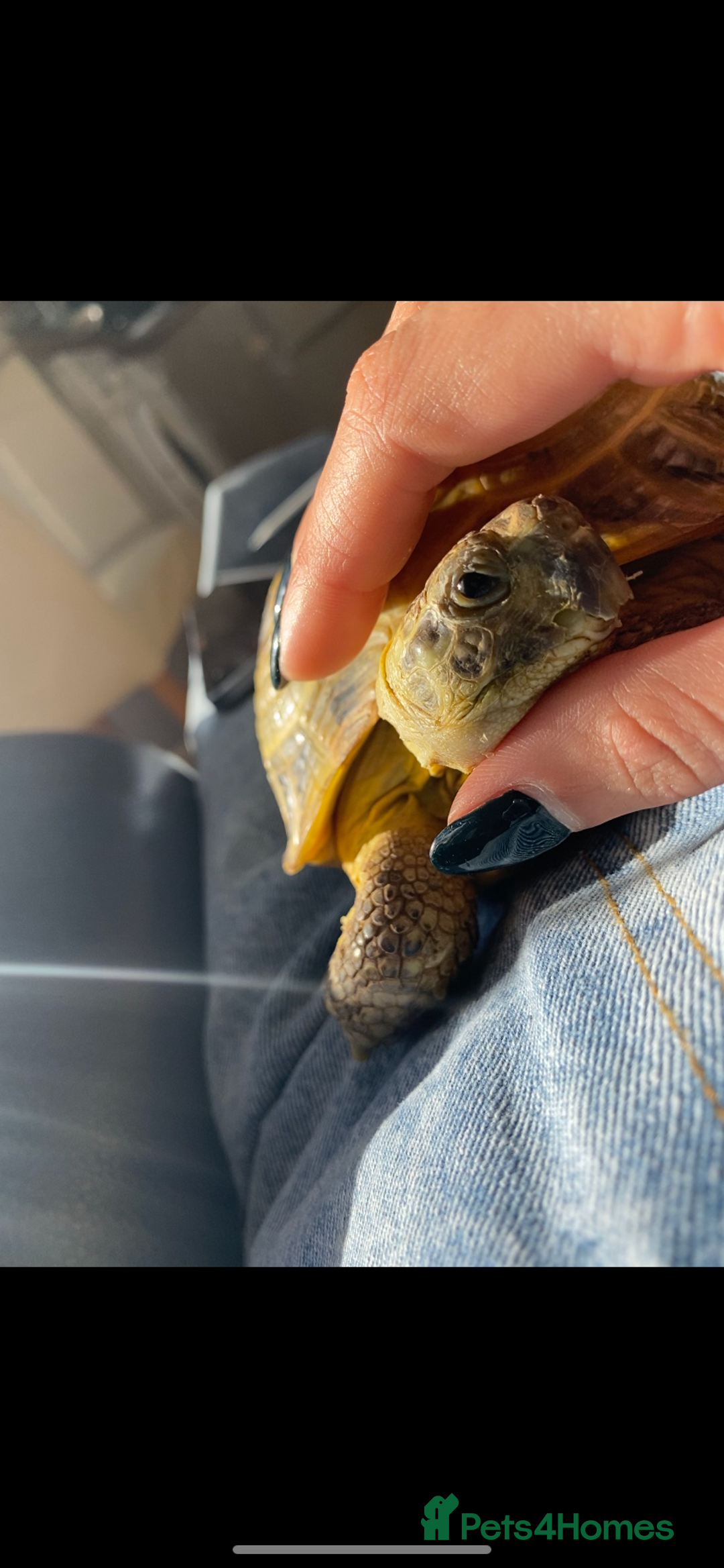 Tortoise reptiles for sale: Horsefield tortoise  - Image 3