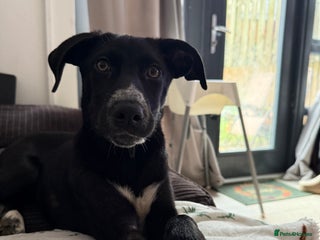 Mixed Breed dogs for sale - Advert 1