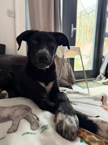 Mixed Breed dogs - Advert 3