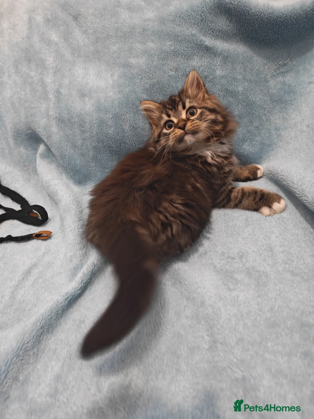 Mixed Breed cats for sale: Sccotis flod & Fluffy kittens VIDEOS - Advert 10