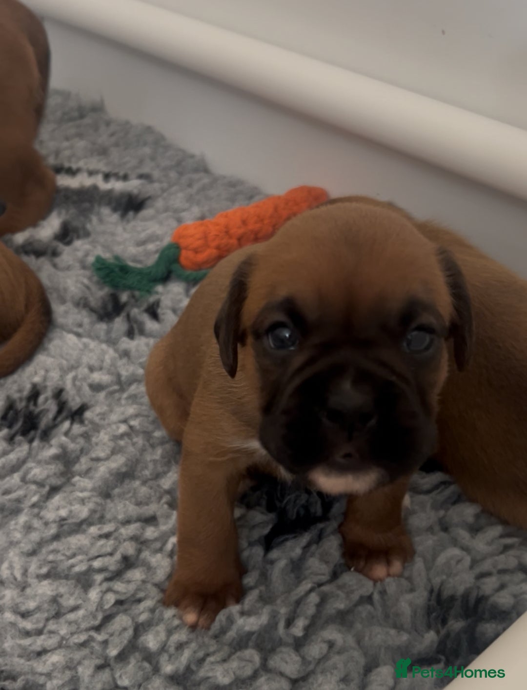 Boxer dogs for sale: KC bobtail pups heartscore 0, CHAMPION lines - Image 21