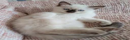 Ragdoll cats for sale: 5 ragdolls ready for their forever home - Advert 19