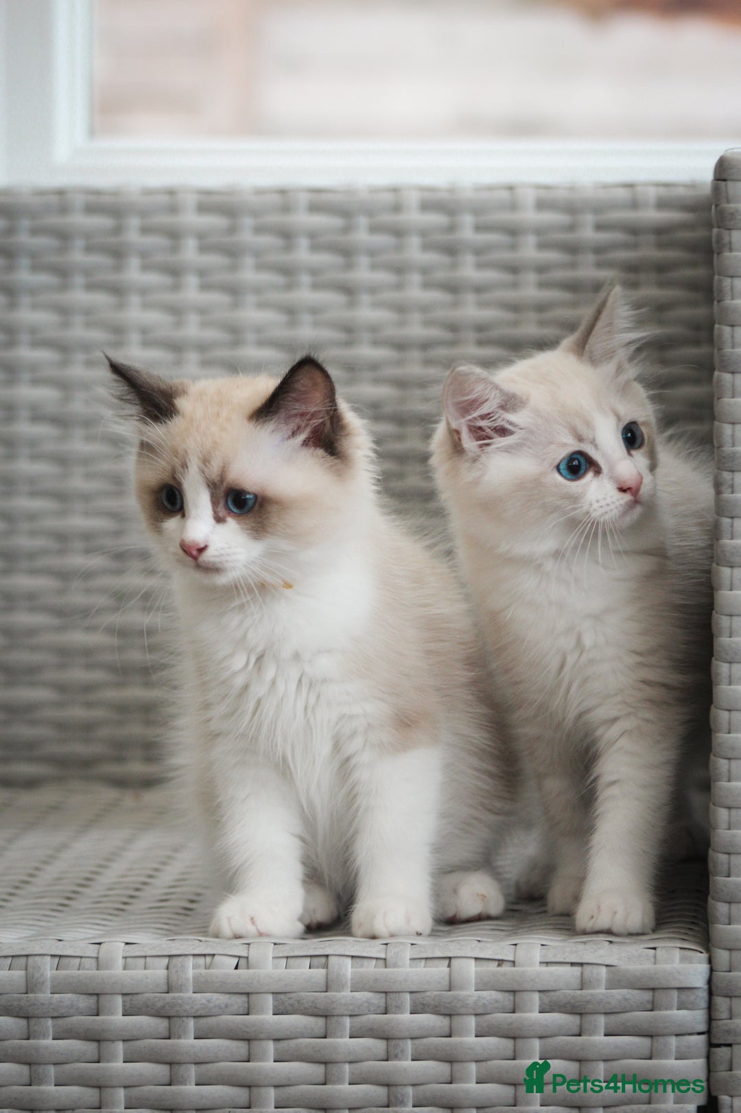 Ragdoll cats for sale: 🐈✨ Tica Registered Ragdoll Kittens in Tamworth - Image 14