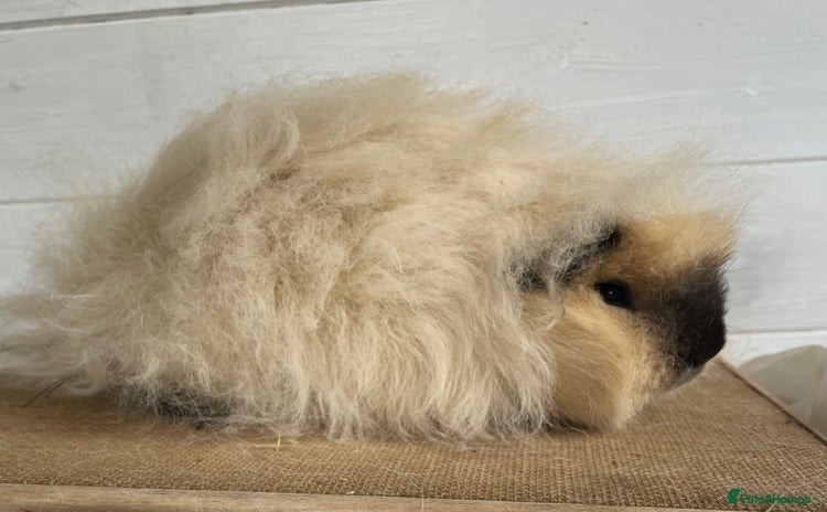 Guinea Pig rodents - Advert 15
