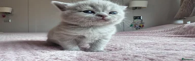 British Shorthair Kitten 3