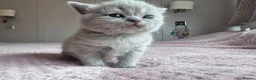 British Shorthair cats for sale: Adorable British Shorthair Kittens Lilac and Blue in Waltham Cross - Advert 7