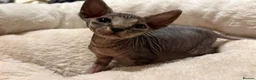 Sphynx cats for sale: Stripy Sphynx kittens - Advert 11