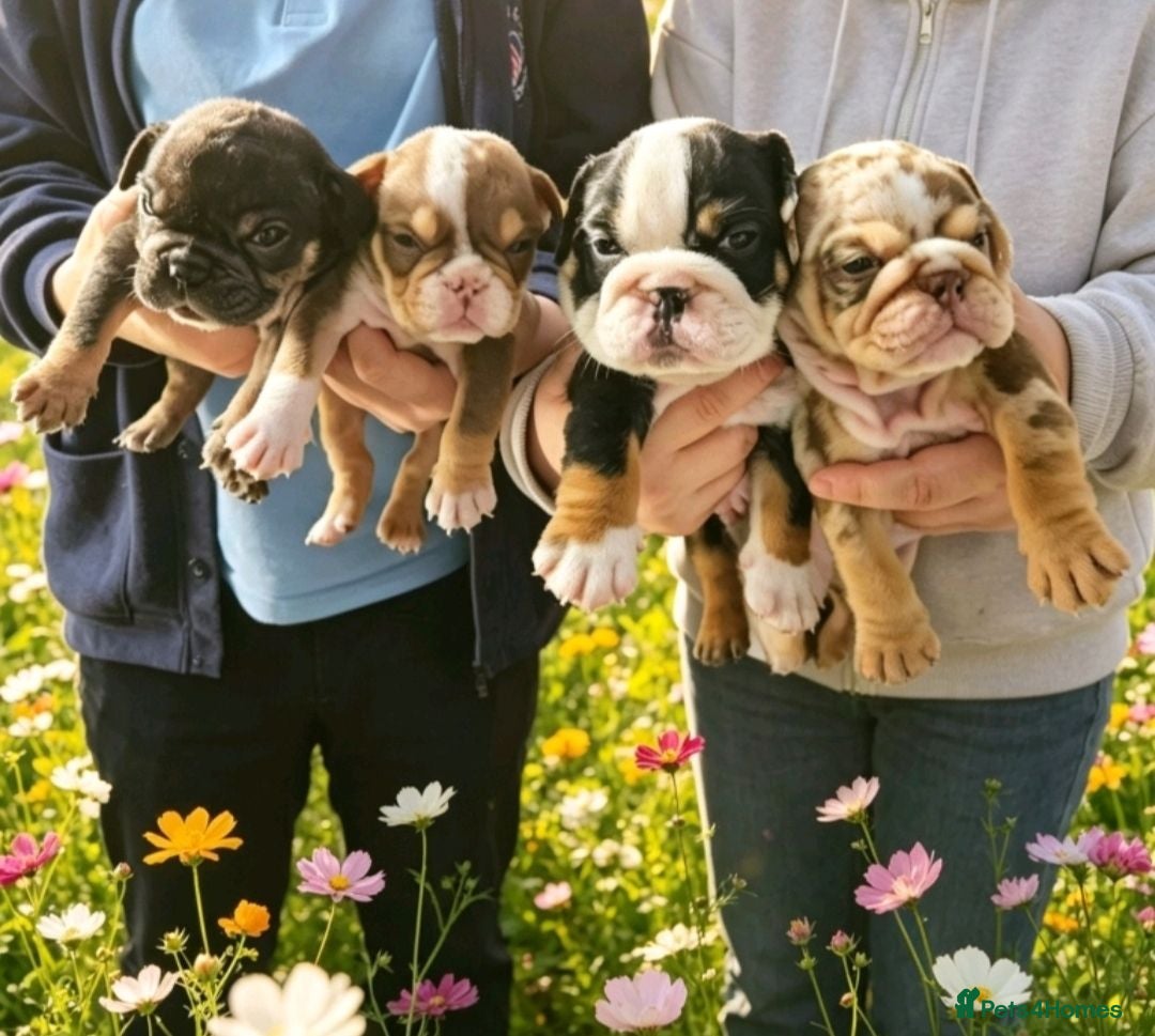 English Bulldog dogs English bulldog puppies  - Advert 1
