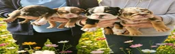 English Bulldog dogs for sale: English bulldog puppies  - Advert 1