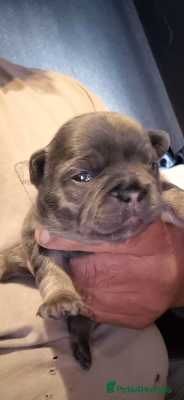 French Bulldog dogs French bulldog puppies - Advert 2