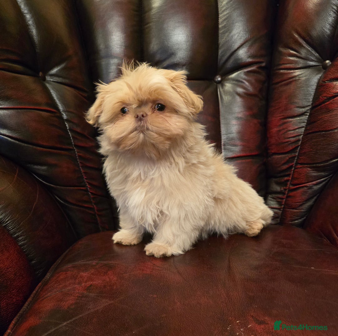 Shih Tzu dogs for sale: Stunning shih tzu - Advert 18