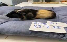 Guinea Pig rodents for sale: Guinea pig boys - Image 2