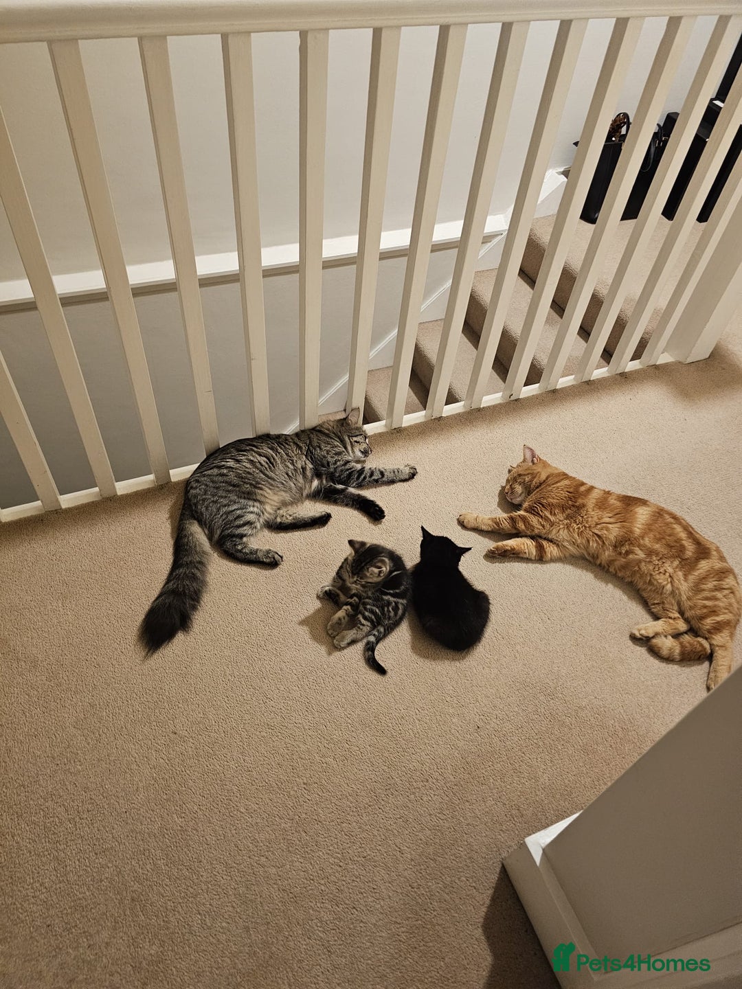 Mixed Breed cats for sale: Purr- fectly Adorable Kittens for loving homes - Advert 10