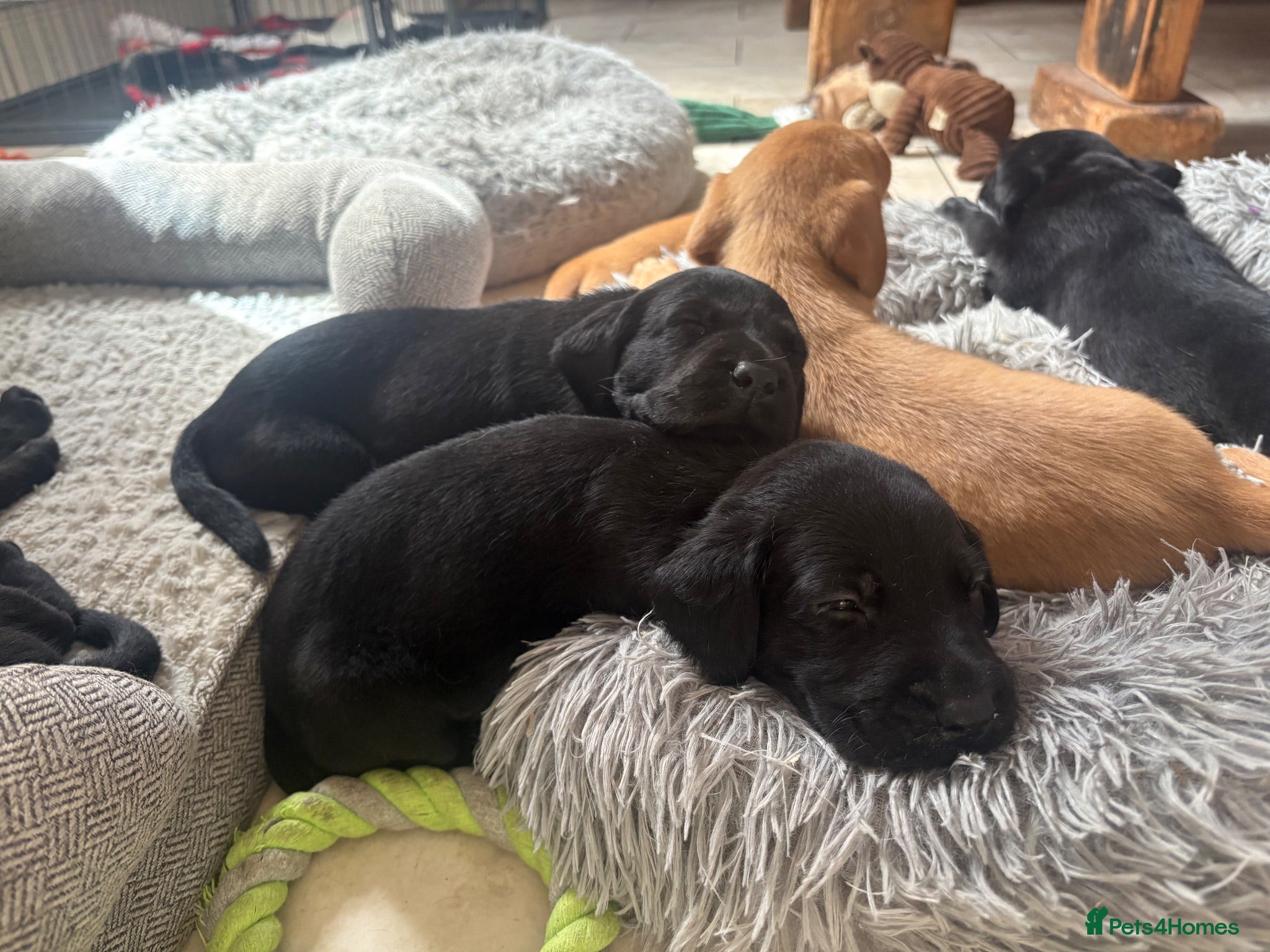 Labrador Retriever dogs Health Tested IGL Champion Bred Labrador Puppies  - Advert 2