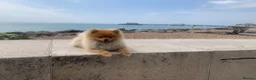 Pomeranian dogs for stud: EXCEPTIONAL KC REGISTERED POMERANIAN STUD – KENZO in East Grinstead - Advert 6