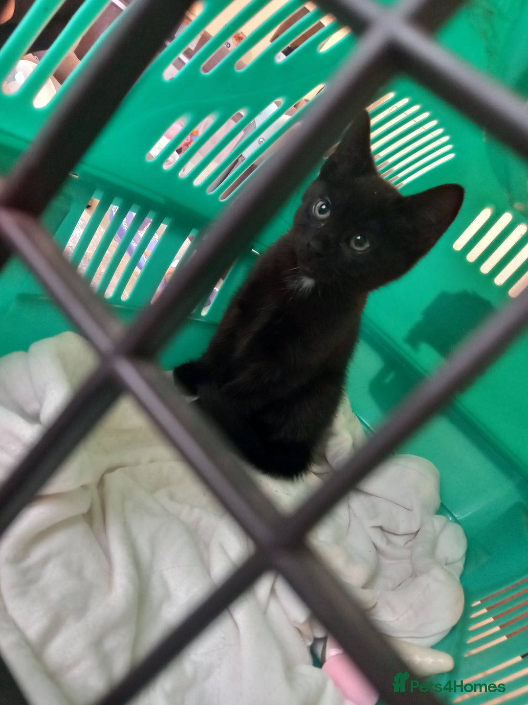 Mixed Breed cats for sale: 13 week old kitten - Image 3