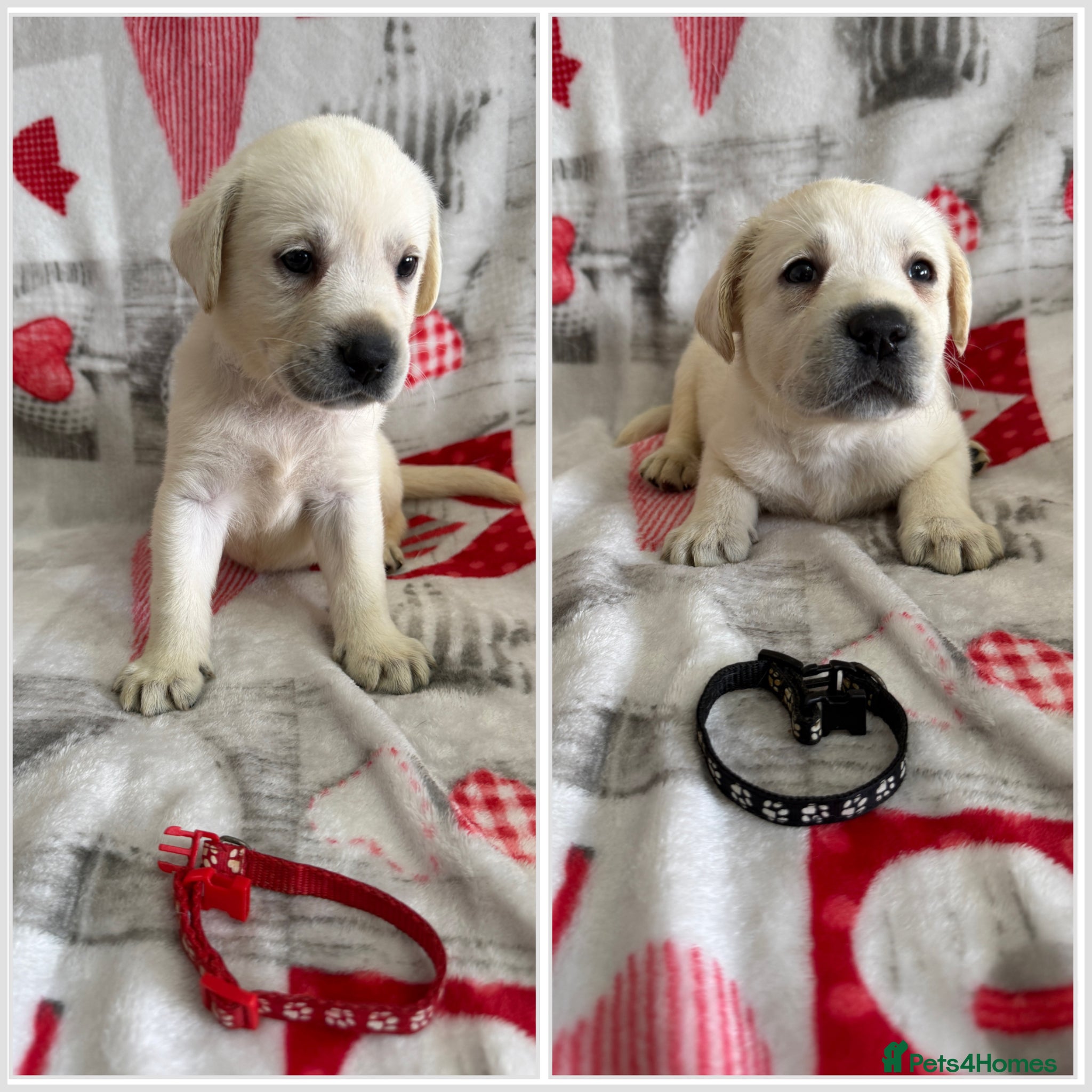 Labrador Retriever dogs White/Cream Labrador Retriever Puppies available  - Advert 1