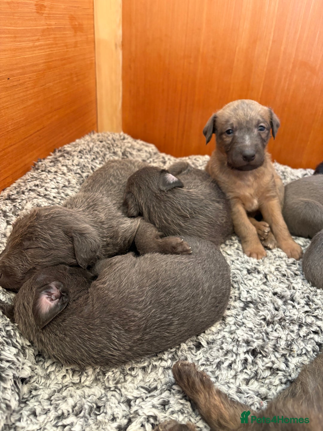 Mixed Breed dogs for sale: Bedlington whippet puppies  - Advert 7