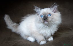Ragdoll cats for sale: Stunning Ragdoll Kittens - Image 2