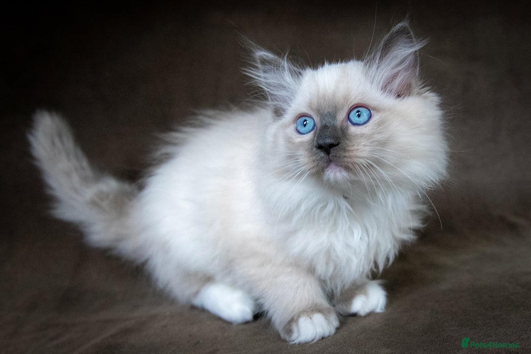 Ragdoll cats for sale: Stunning Ragdoll Kittens - Image 2