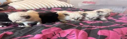 Mixed Breed cats for sale: Ragdoll x Maine coon kittens - Advert 11