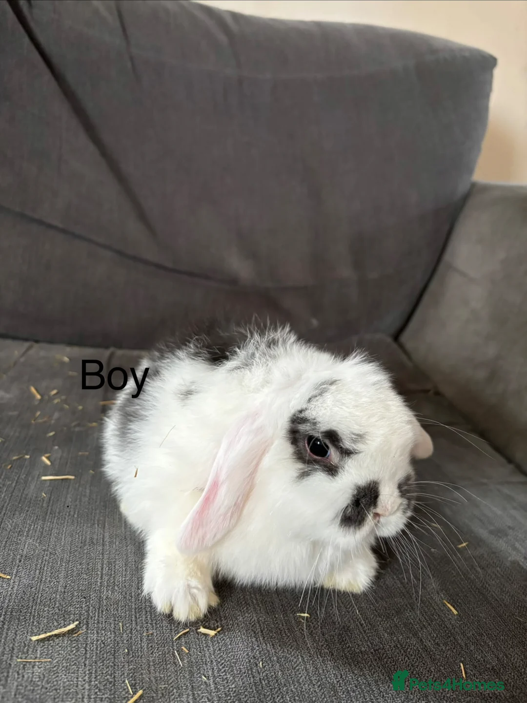 Mini Lop rabbits for sale: 5 stunning mini lops - Advert 5