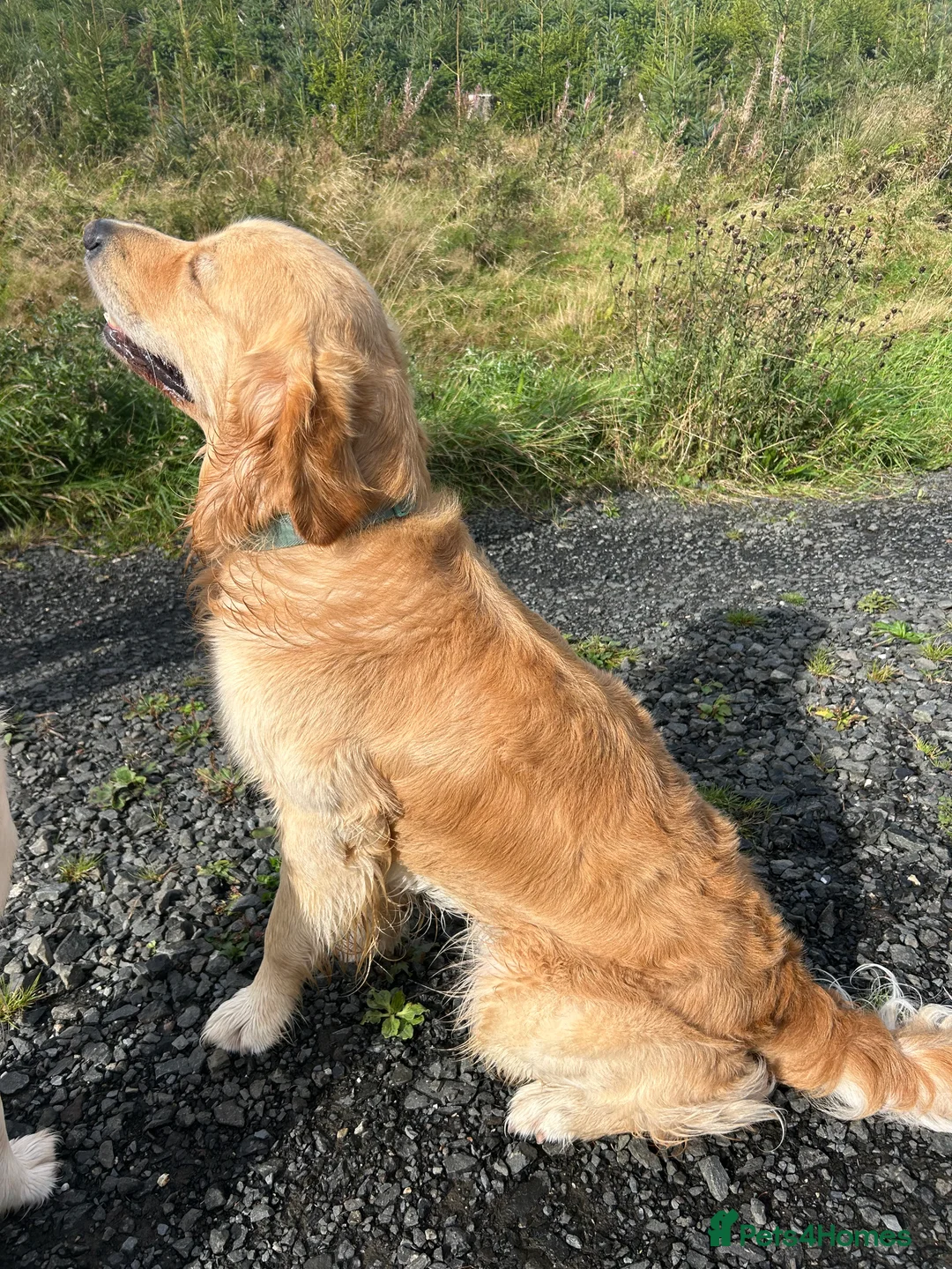 Golden Retriever dogs for stud: KC Golden Retriever Stud, 2 years old. - Advert 2