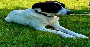 Border Collie dogs - Advert 15