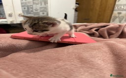 Domestic Shorthair cats for sale: New kittens available now - Image 4