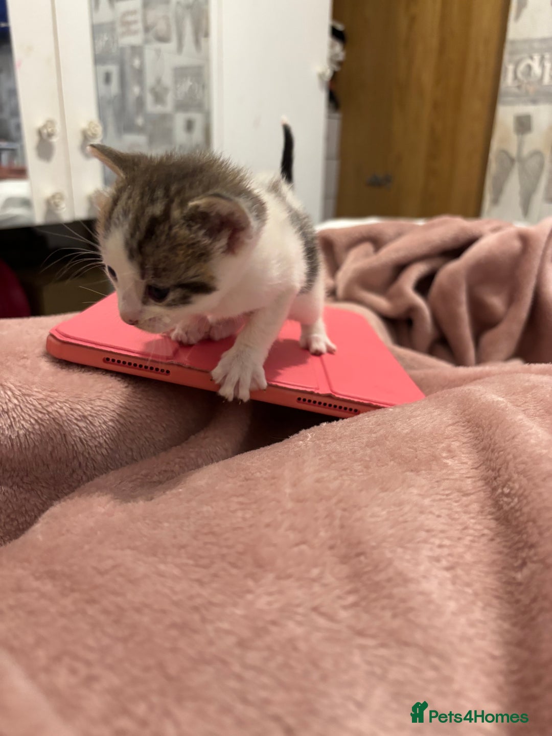 Domestic Shorthair cats for sale: New kittens available now - Image 4