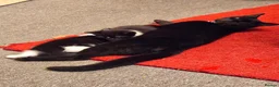 Mixed Breed cats for sale: Beautiful 3 kittens looking for loving home.  - Advert 6