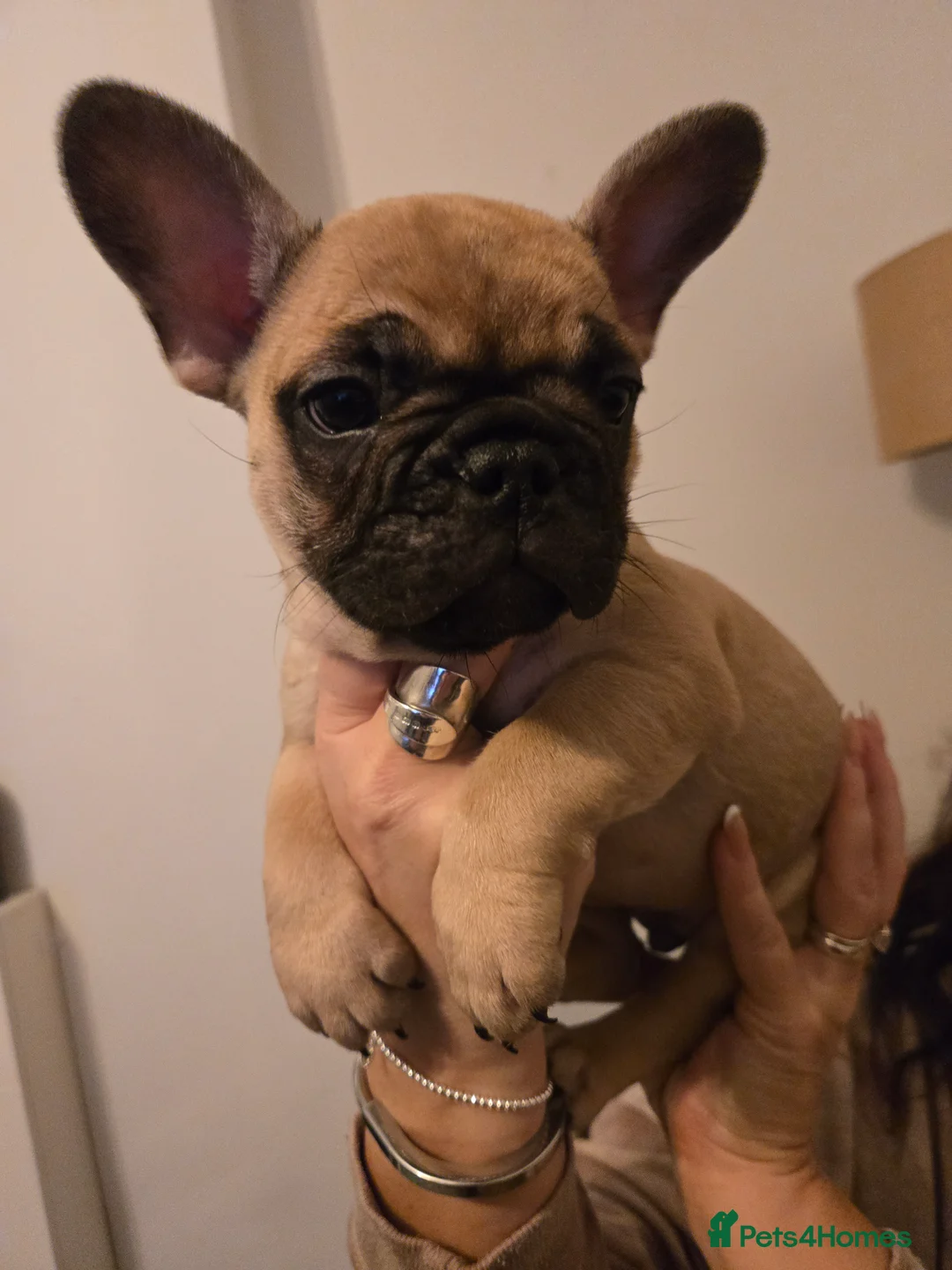 French Bulldog dogs for sale: French bulldog puppies.  - Advert 28