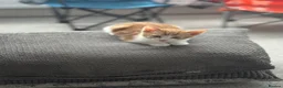 Mixed Breed cats for sale: Gorgeous, playful kittens for sale - Advert 24
