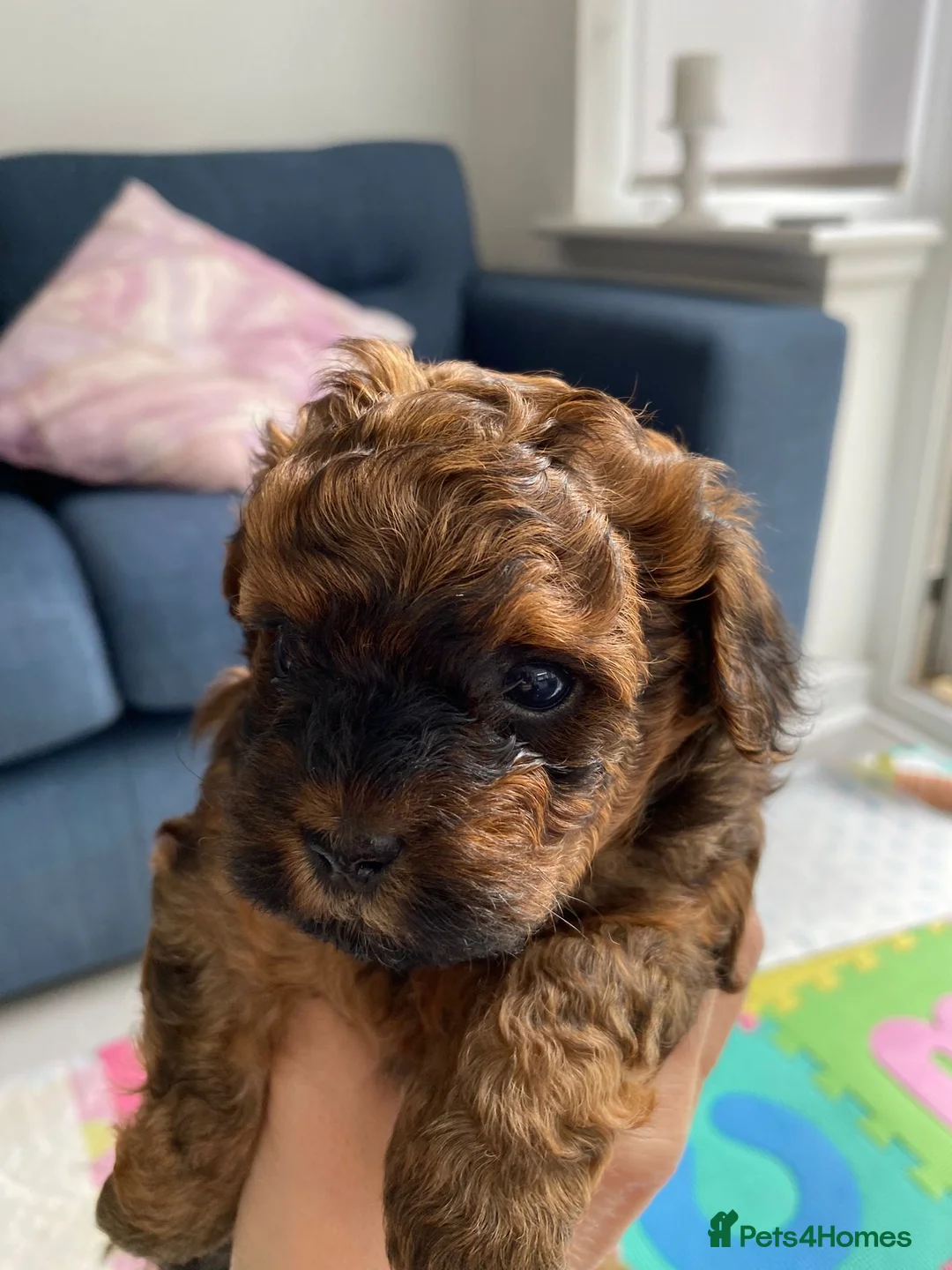 Miniature Poodle dogs for stud: Stunning Red Poodle for Stud in Motherwell - Advert 15