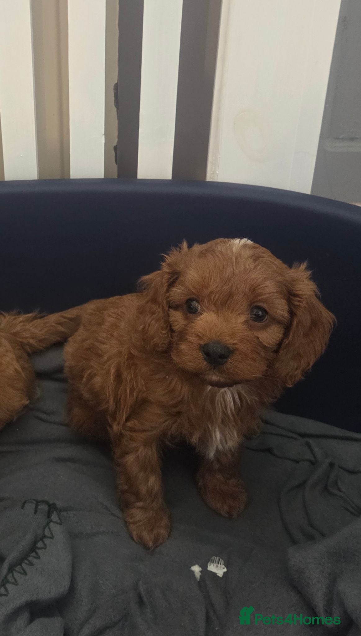 Cavapoo dogs Goregous Cavapoo Boys - Advert 2