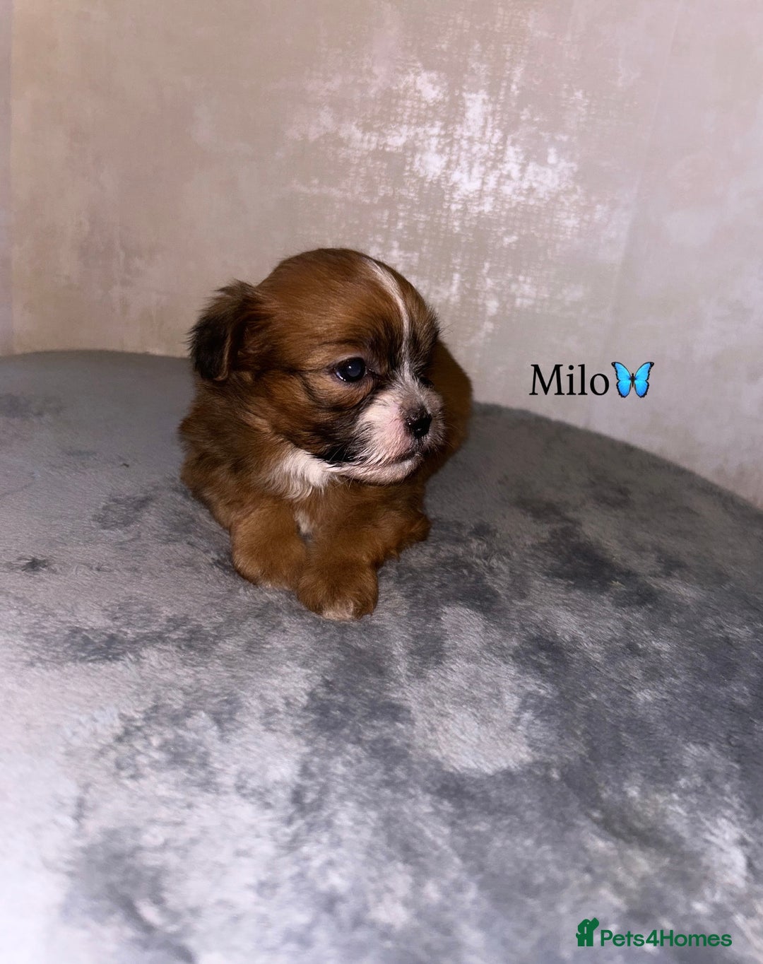 Shihpoo dogs for sale: Gorgeous Shihpoos for sale  - Advert 2
