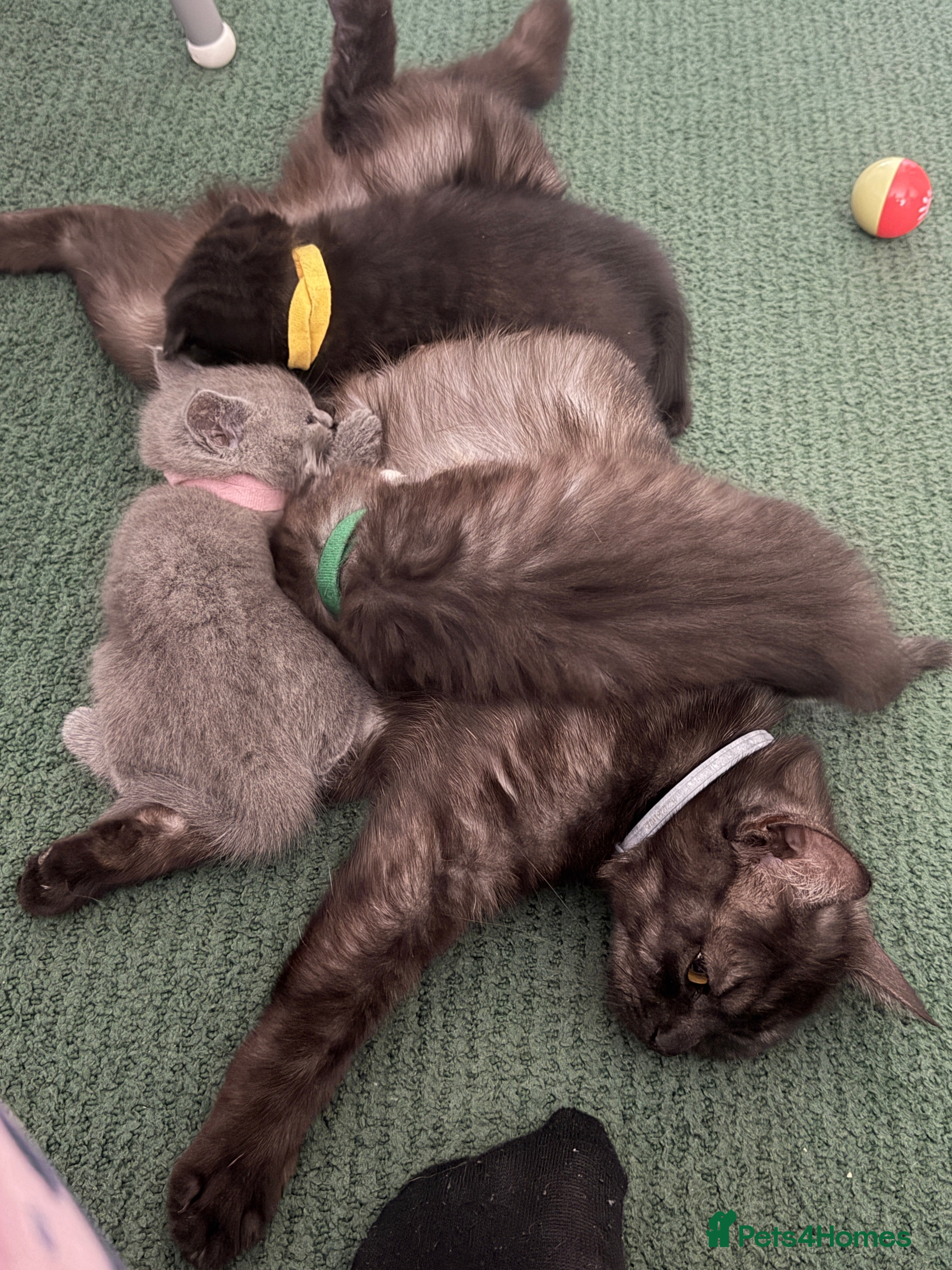 Mixed Breed cats for sale: LAST British ShotHair&ScottishFold Male Kitten - Advert 2